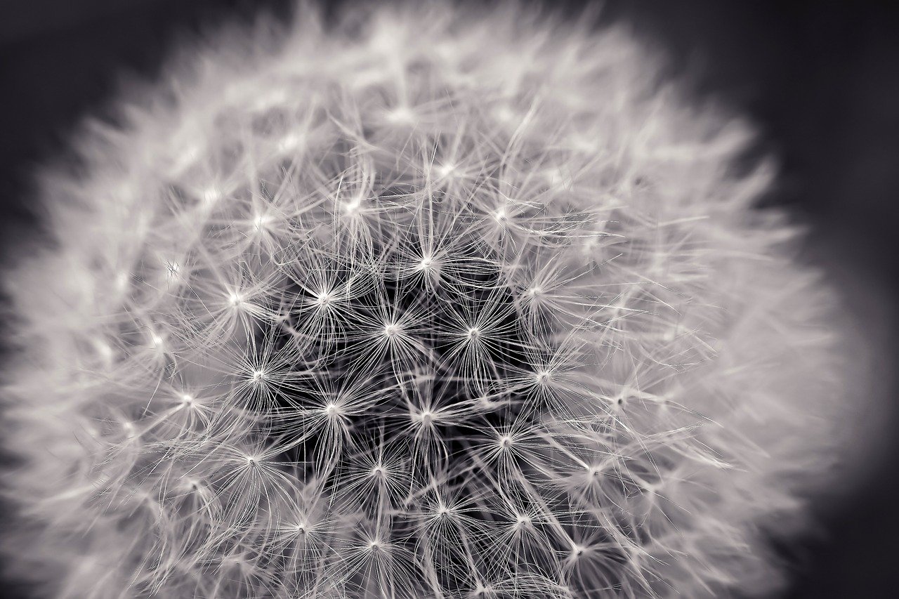 dandelion, close up, pointed flower